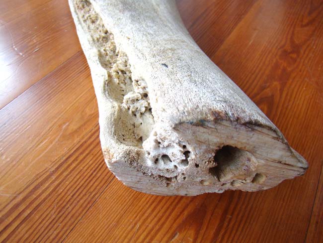 A large 19th century Sperm Whale jawbone section measuring 27 1/2" long — image 3
